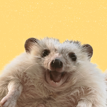 Rick The Hedgehog