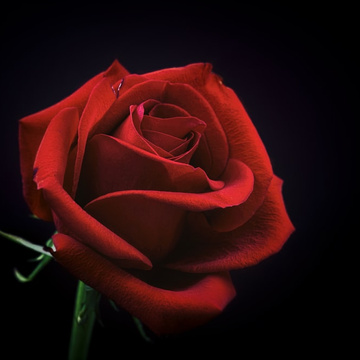 Scarlet Rose