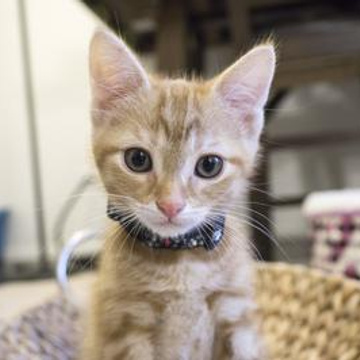 Kitten Academy