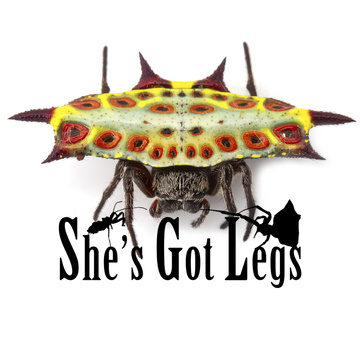 Caitlin Henderson (She's Got Legs)