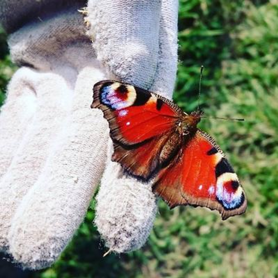 Green Way of Life Patreon Creator Profile