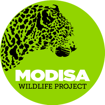 SIRGA THE LIONESS & MODISA WILDLIFE PROJECT