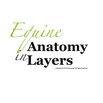 Equine Anatomy in Layers