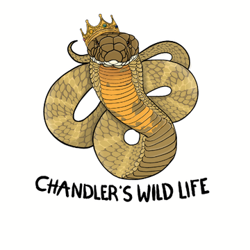 Chandler's Wild Club