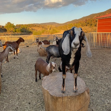 Angeles Crest Creamery