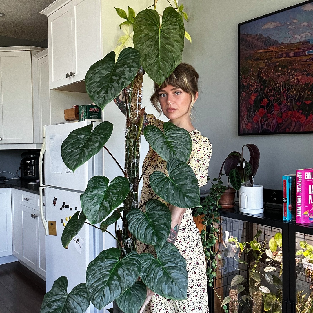 Fern