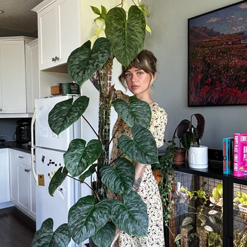 Fern