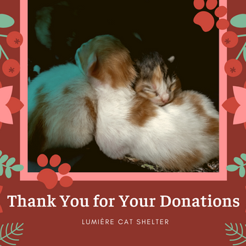 Lumiere Cat Shelter