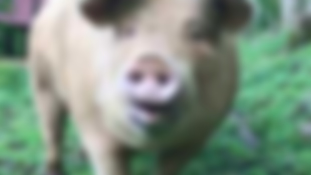 Ep133 - Ohio State U Extension Focuses on Intestinal Parasites in Pastured Pigs