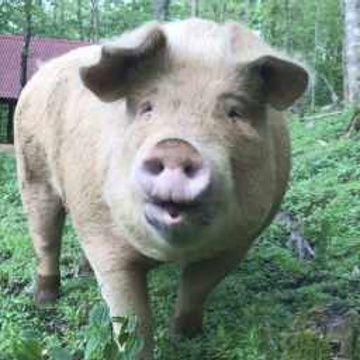 The Pastured Pig