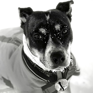 The Dog in the Clouds's Patreon profile picture
