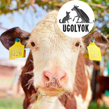 Rescue Calves