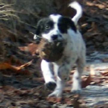 Sarahsetter Kennels's Patreon profile picture