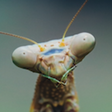 Bug Life's Patreon profile picture
