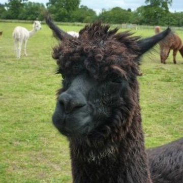 DyingLlama's Patreon profile picture