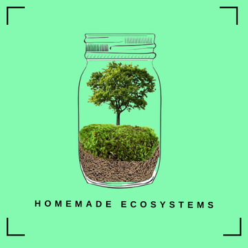 Homemade ecosystems