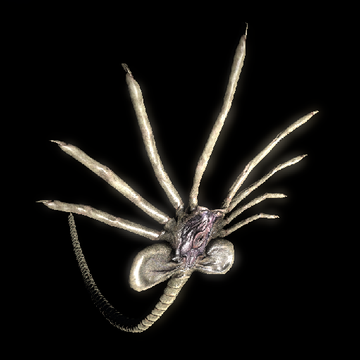KGOvipositors