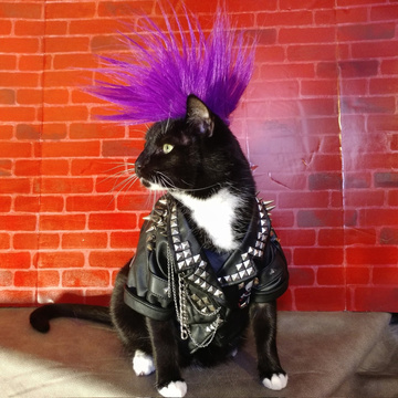 Cat Cosplay