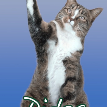 CATMANTOO