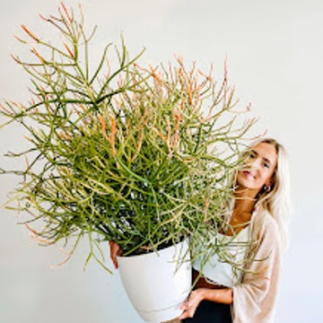 House + Plant