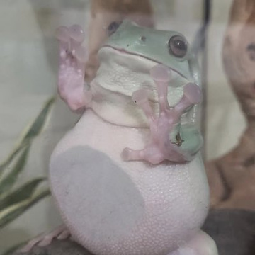 Jtopau's Patreon profile picture