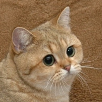 Drake's Patreon profile picture