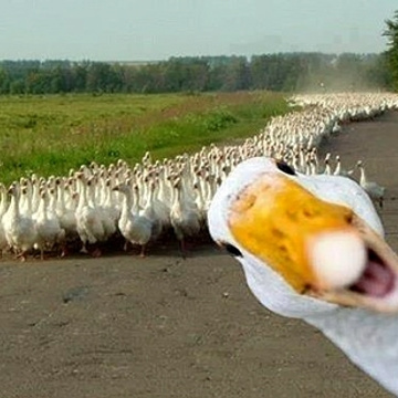 Maduck's Patreon profile picture