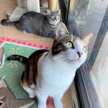 Veronica and the Baby Boo