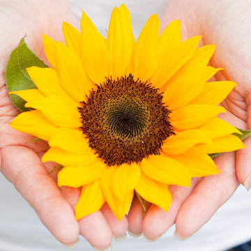 Sunflower-style ASMR massage