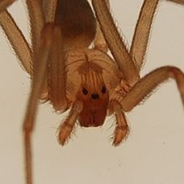 Recluse