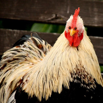 Chikken's shid mode patreon