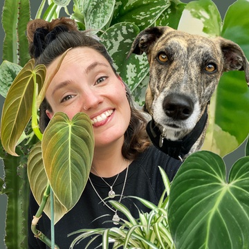 The Jungle Haven