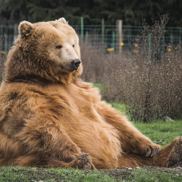 CasualBear