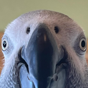 Apollo and Frens