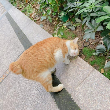 Asher Chan