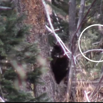 ColoradoBigfoot