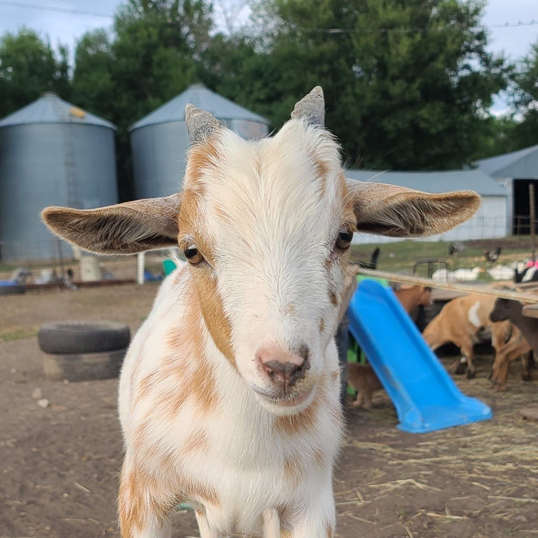 Finny Mini Farm and Sanctuary
