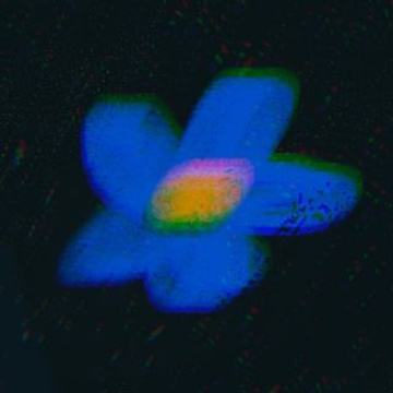 semoyed