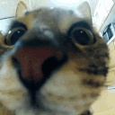 InfoX1337