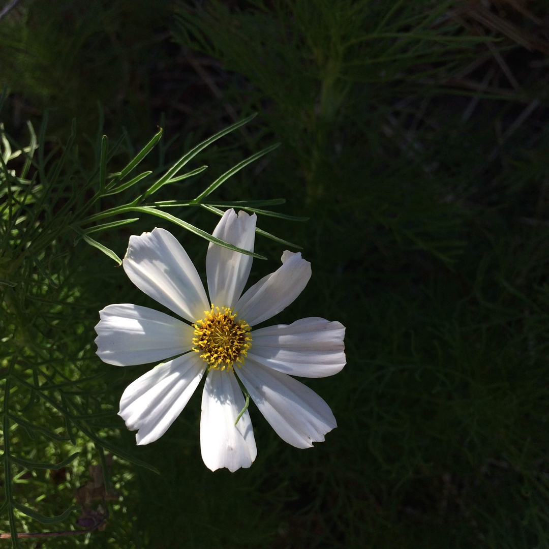 Sunny Cosmos