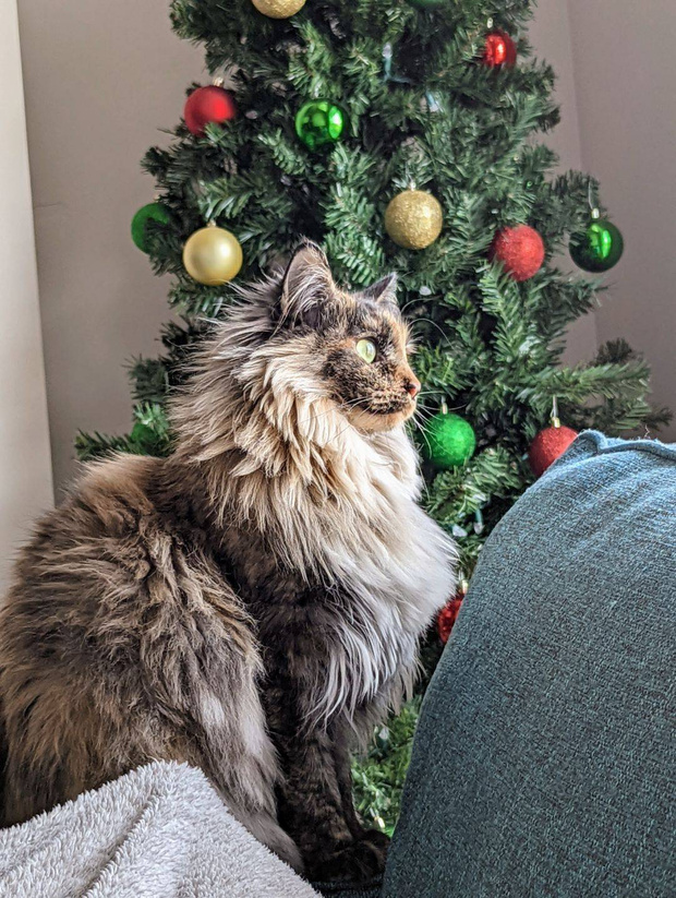 peppercorn.jpg