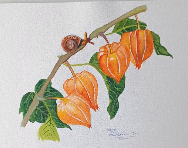 Isa-physalis.jpg