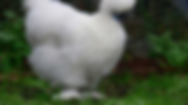 The Alphabet of McFarms: H - Heritage Breeds