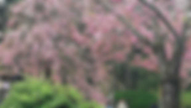 cherry blossom time in the imperial japanese garden!