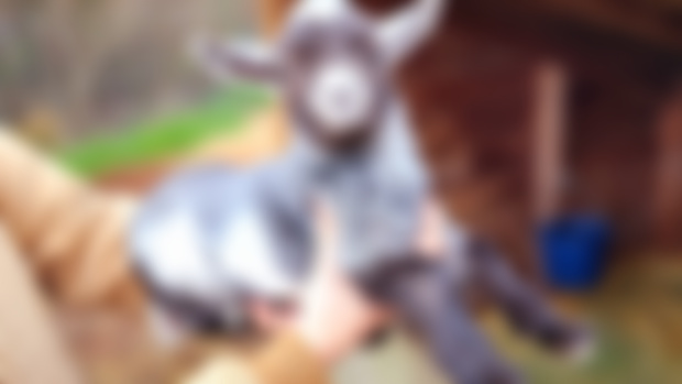 Name Suggestions for Sprout's Doeling!