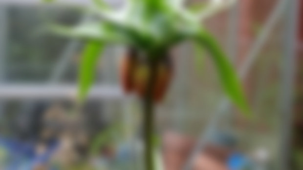 April plant photos, studio shed update and new camera equipment.