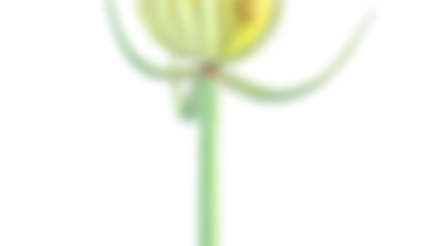 'Flowers' for my Patrons!