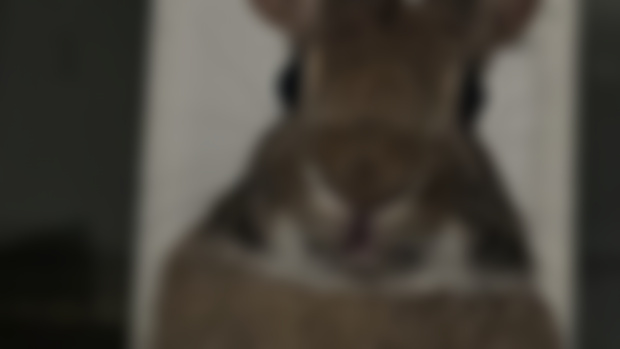That mouth🐇