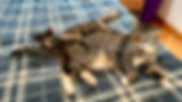 Maya and Lupin say thanks