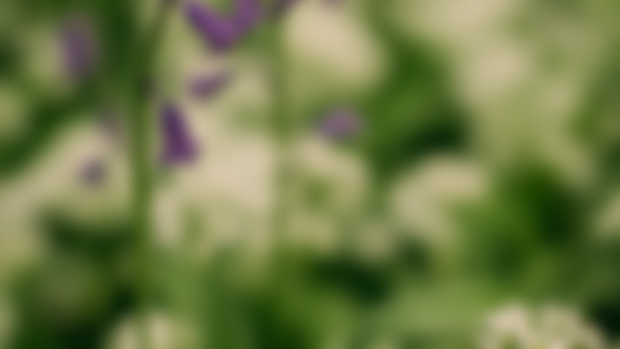 April Wallpapers: April Woodlands